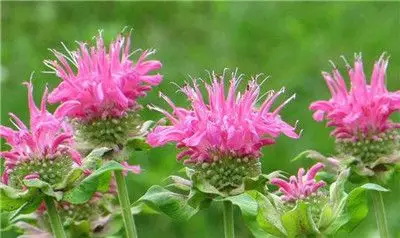 美国薄荷的品种有哪些