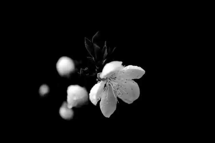 黑白桃花-小品-春回大地,不断更新