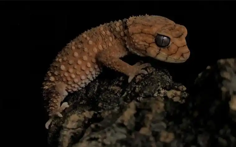 守宫部落 - 专业守宫养殖交流社区-上海尧蔚格商贸有限公司