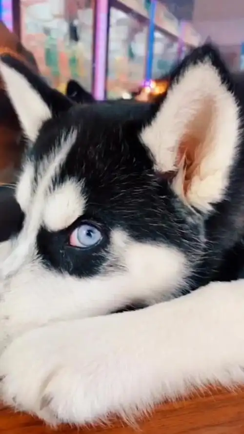 哈士奇你这个眼神好奇怪哦!