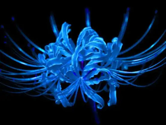 蓝色彼岸花 - 堆糖,美图壁纸兴趣社区