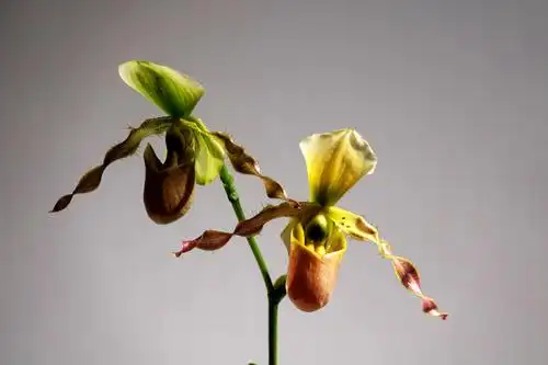 带叶兜兰x报春兜兰