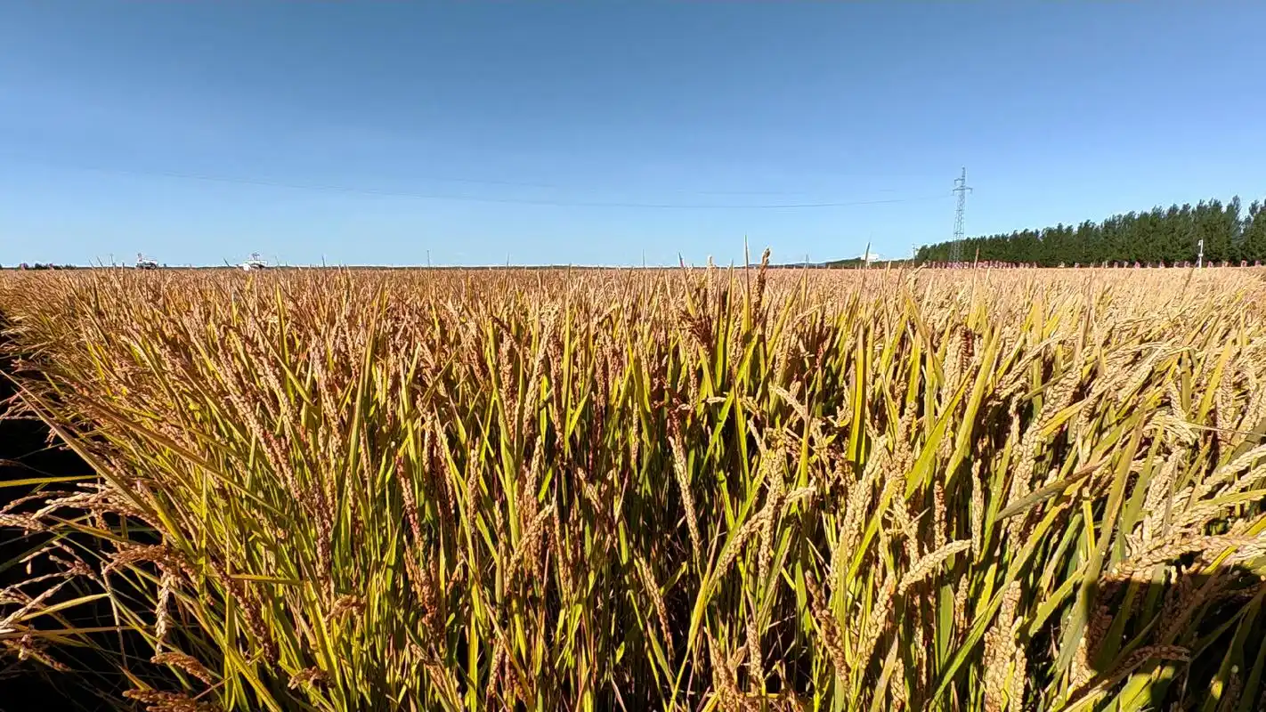 伴一缕阳光拾一枚稻穗赴一场盛会