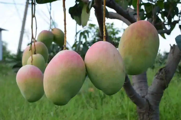 攀枝花凯特芒果一级果的品质这个价格低到难以想象!