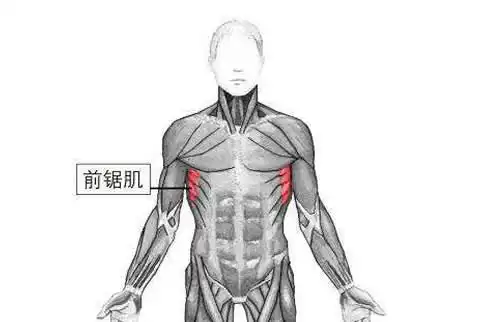 前锯肌解剖图解 带你来了解了解前锯肌