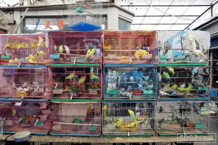 苏州盘门花鸟市场即将"消失",我们去见了它最后一面!整个市场都在清仓