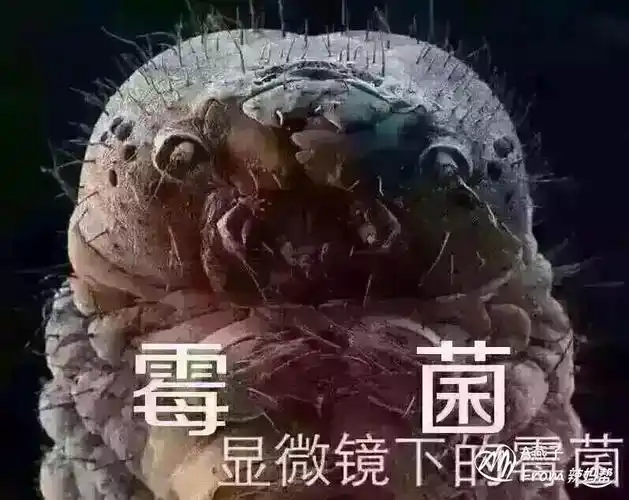 滴虫和霉菌的区别图片