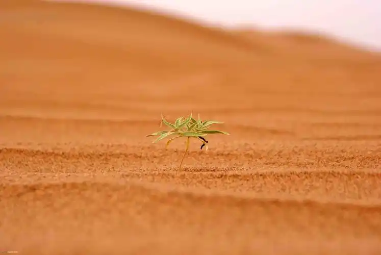 沙漠植物 | kepuweb