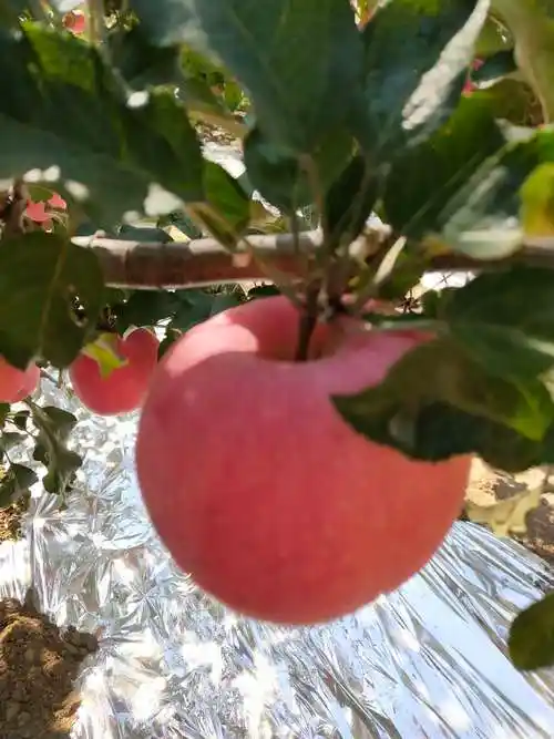 香甜可口的大苹果