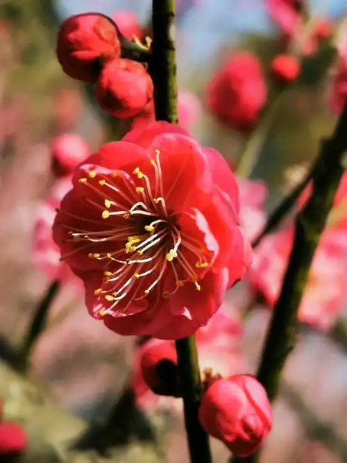 馨香浸透梅花山