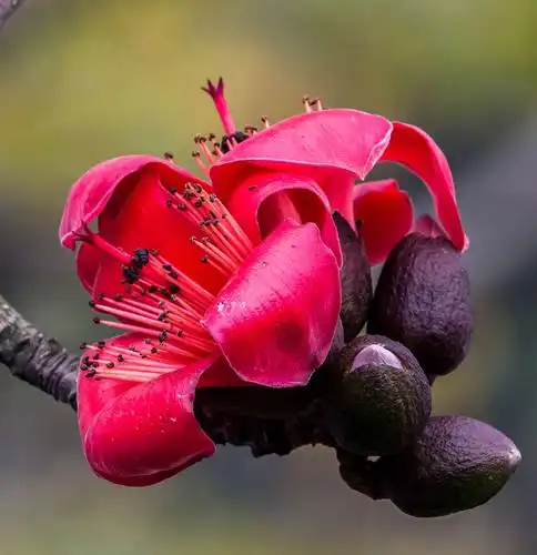其它 木棉树开英雄花 写美篇  木棉花树高大挺拔,约有7～8层楼高.