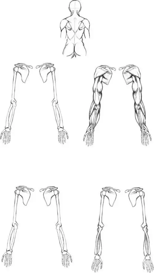 手臂肌肉参考素材 - 优动漫 动漫创作支援平台
