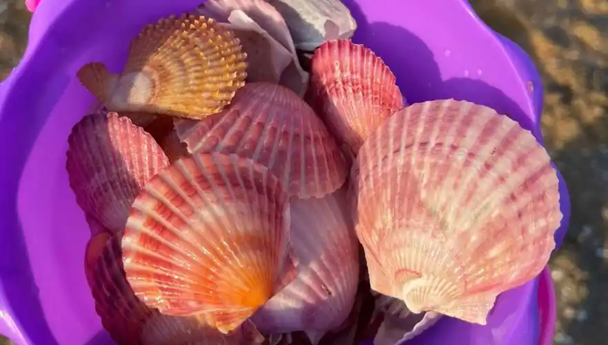 捡不到贝壳?跟我走!