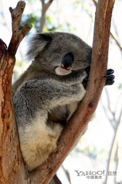 【引用】(转载)考拉睡觉的可爱姿势(组图)(1-5/20)