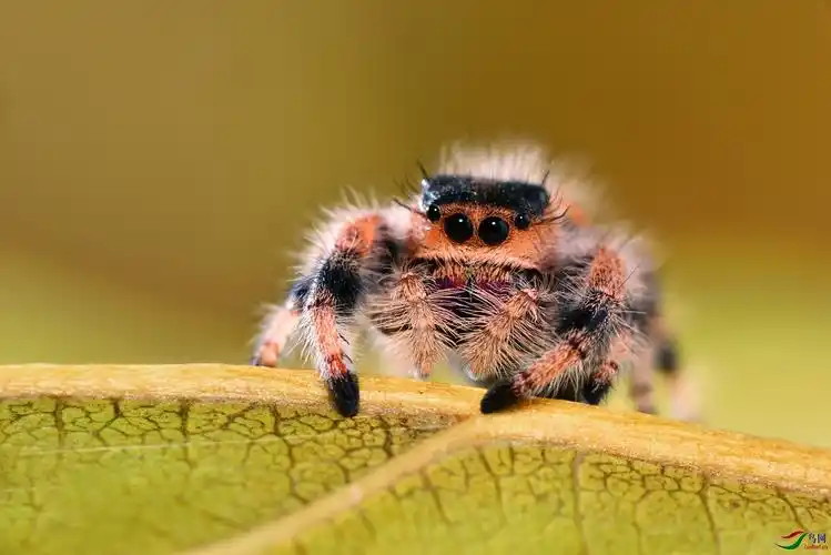 可爱的蛛蛛贺获首页精华