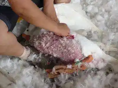 活拔毛后的精心管理工作对鹅可以起到快速复原,以及