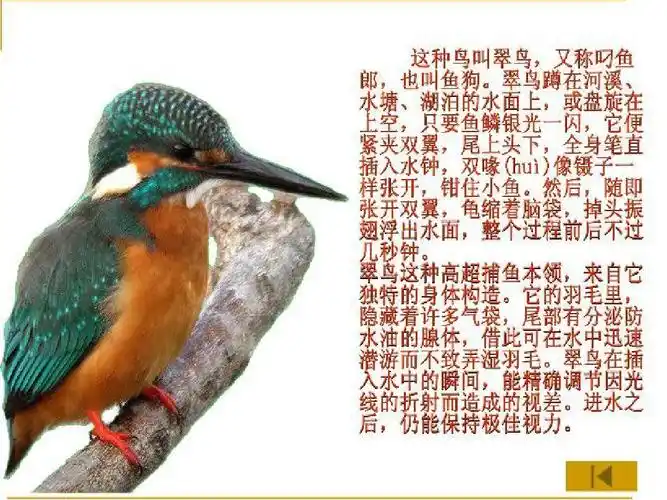 三年级上册语文第五课翠鸟ppt