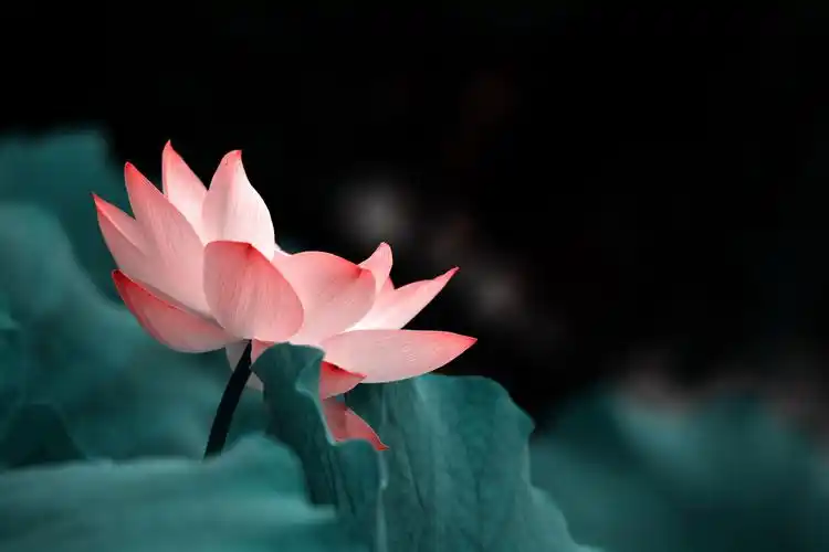 掩映在绿叶中的夏日荷花图片花卉鲜花花朵莲花荷花