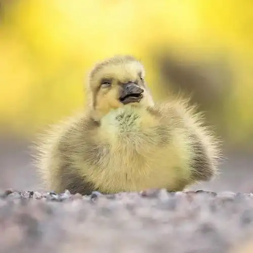 一位芬兰摄影师为小动物拍下了可爱的照片,会融化你的心