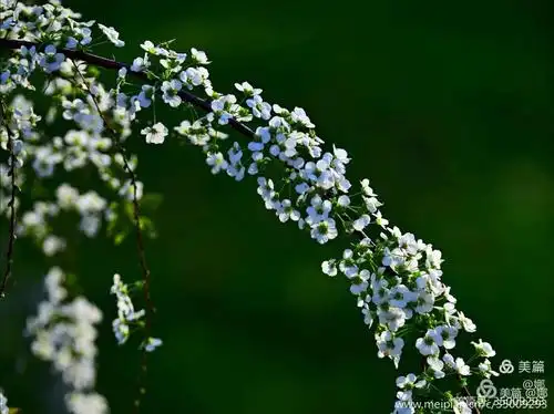我是"喷雪花",认识吗? - 美篇