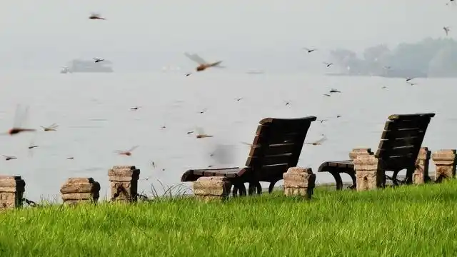 小时候看见较多的就是蜻蜓成群且飞的很低,但凡在家门口看见这种场景