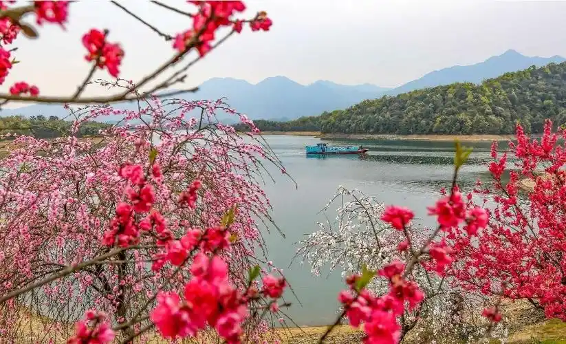 江西武宁十里桃花绽放山水间