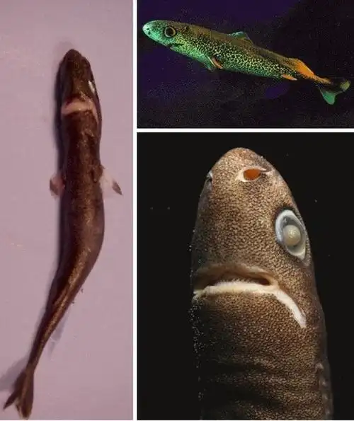 硬背侏儒鲨是鲨鱼家族中最小的成员之一,最小的长度仅为11英寸.