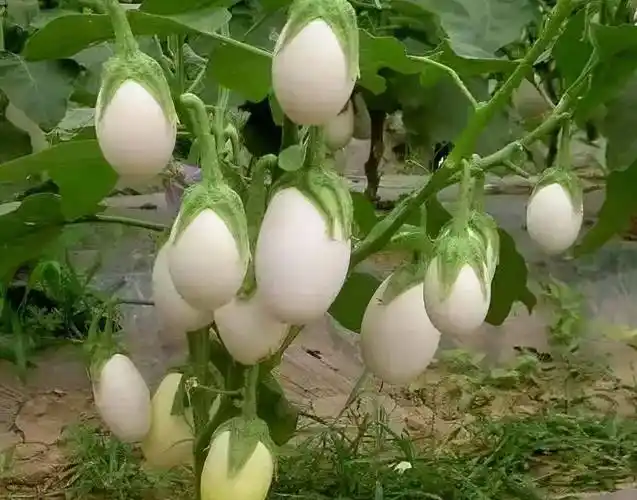 28种稀奇古怪的蔬菜!你吃过几种