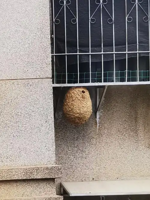 这是马蜂窝吗?