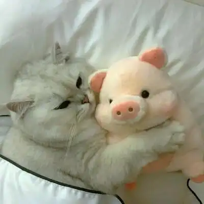 小动物可爱qq情侣头像