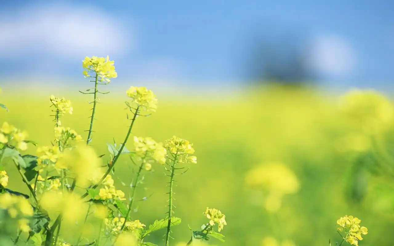 春天里的田野唯美风景壁纸