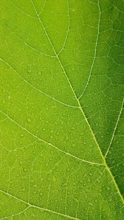 绿色背景护眼 - 堆糖,美图壁纸兴趣社区