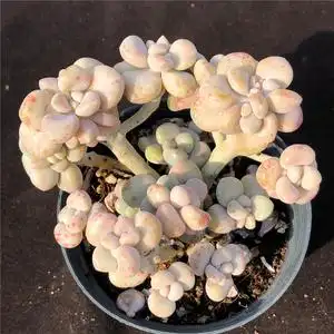 艾伦 多肉植物 群生老桩一物一拍 办公室阳台观赏绿植花卉趣味