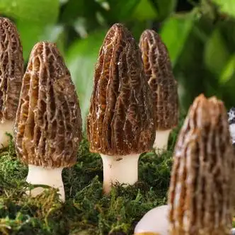 5折新鲜羊肚菌鲜货云南特产半野生菌菇羊肚菇蘑菇新货煲汤食材500g装