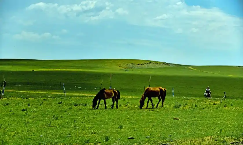 蓝天白云,马儿和羊儿在吃草.