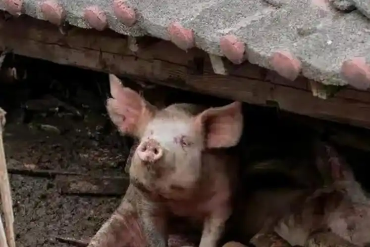 纪实:汶川地震中被埋废墟36天获救的"猪坚强",死后被做成标本