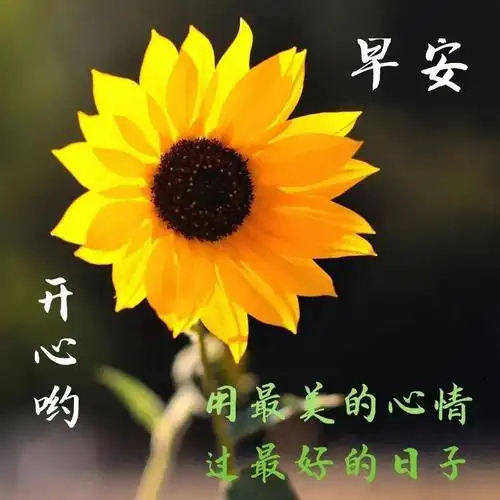 朋友圈经典早安暖心问候祝福短信,微信早晨好图片带字大全