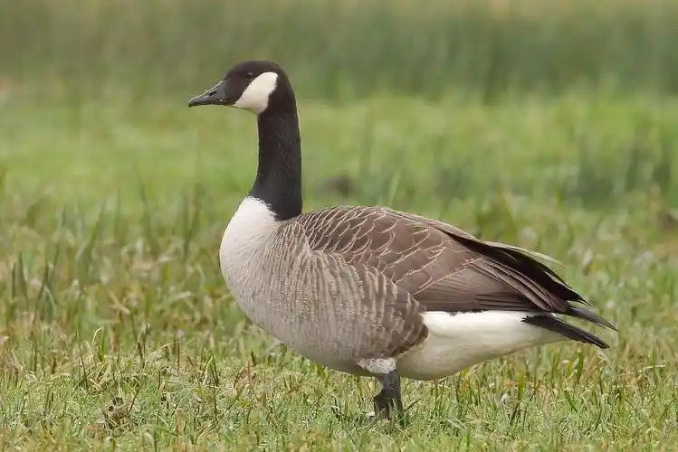 p>加拿大黑雁(学名: i>branta canadensis /i>):为鸭科,黑雁属的 a