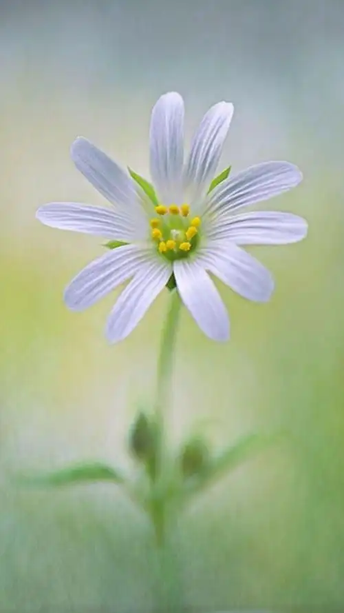 小清新淡雅养眼花朵