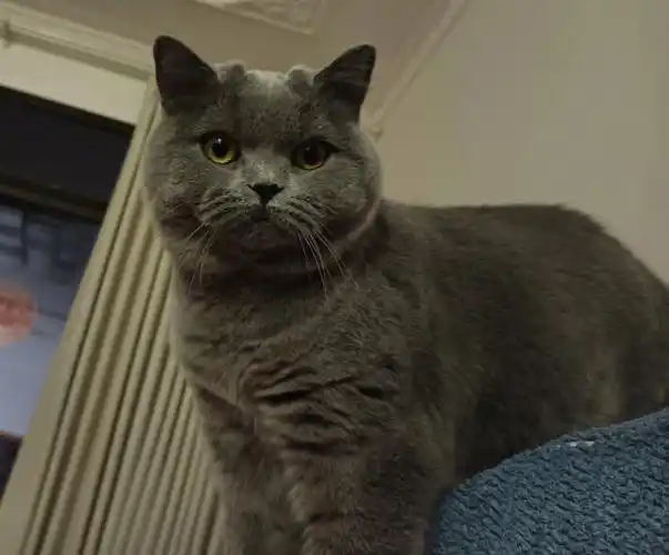 这一定是长大后最清秀的蓝猫