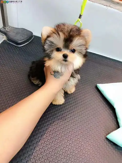 蓝背金色小体约克夏犬 金头银背约克夏宝宝