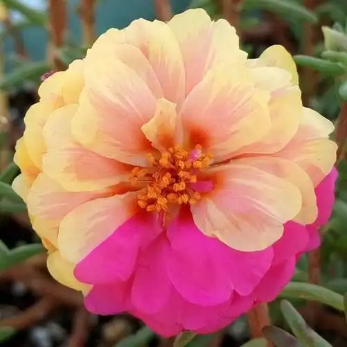 2,太阳花——越晒越开花,离了太阳不开花