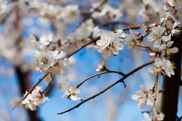 樱花特辑_风景_poco摄影,春天,樱花,风景,特写