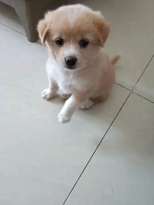 白毛小狗坐,萌态可爱间