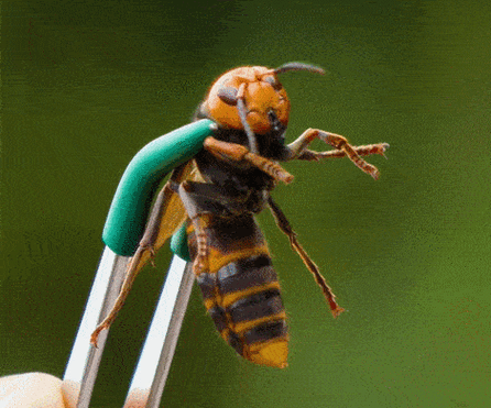 云南人却把它当美食_胡蜂_蜜蜂_生物