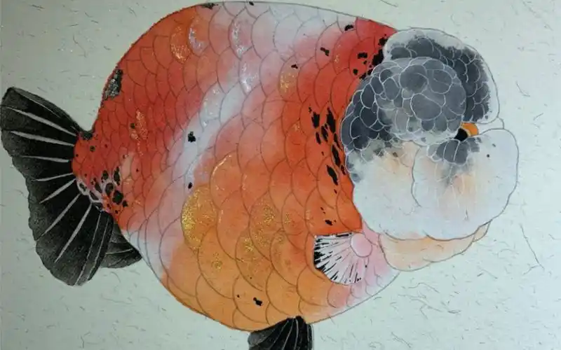 兰寿金鱼主题工笔画