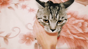 花几万为猫治病,你说我有病.