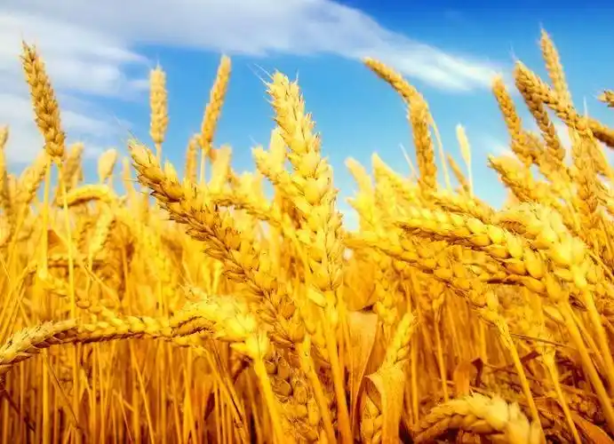 田地里正在丰收的金色小麦