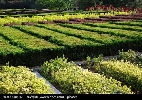成排的灌木高清图片下载_红动中国