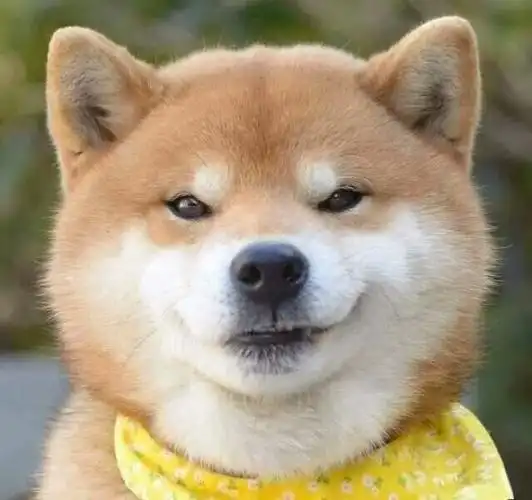 这霸道总裁式的邪魅狂狷笑容竟然感觉被狗子撩到了